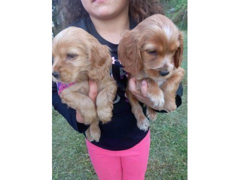 Cocker köpekler teslime hazır