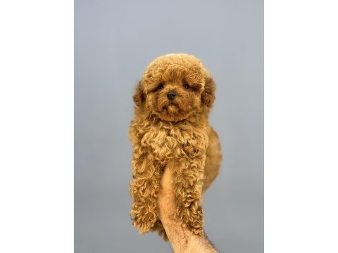 Kore bebek yüzlü mükemmel yapıda poodle oğlumuz