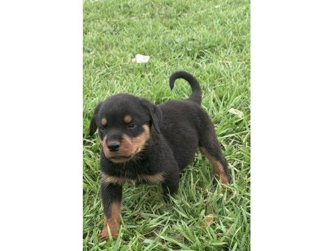 Rottweiler safkan