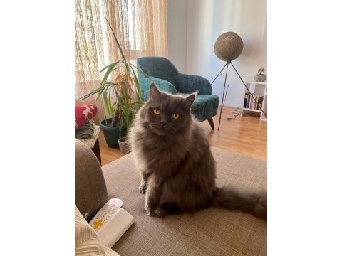 7 yaşında british longhair
