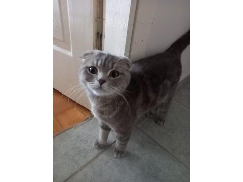 Gaziemir uysal scottish fold