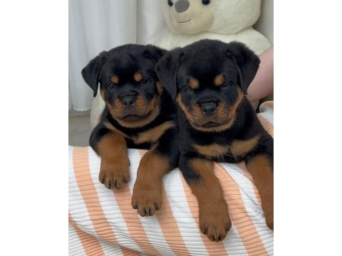 Rottweiler bebeklerimiz