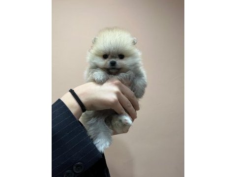 Safkan ayı suratlı pomeranian boo yabrularımız