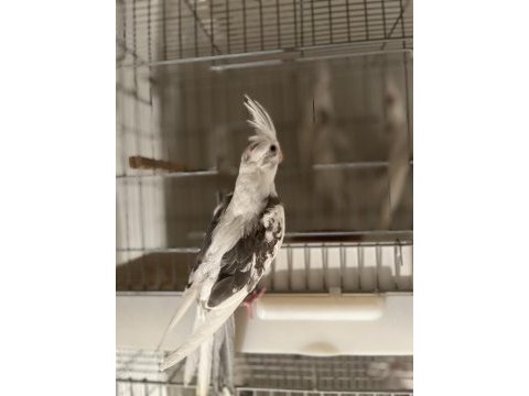 Sezonun son sultan yavruları 2 aylık bebek kuşlar