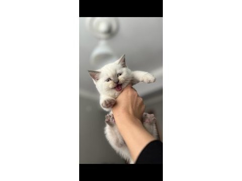 Safkan oyuncu british shorthair patiler