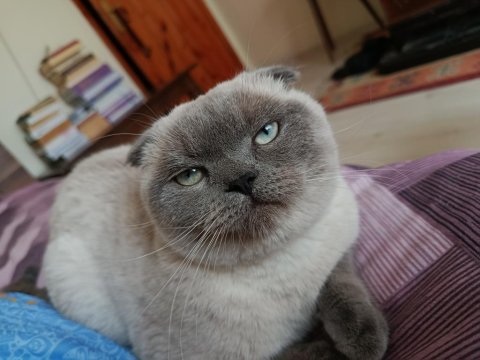 Çok uysal bakımlı temiz eğitimli güzel gözlü scottish fold
