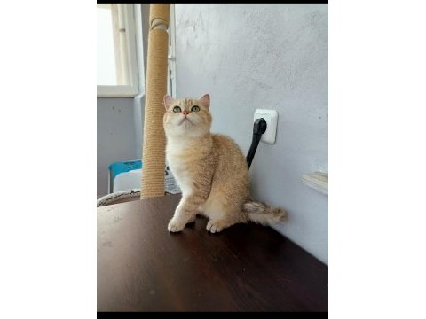 Ücretsiz scottish straight golden tabby dişi