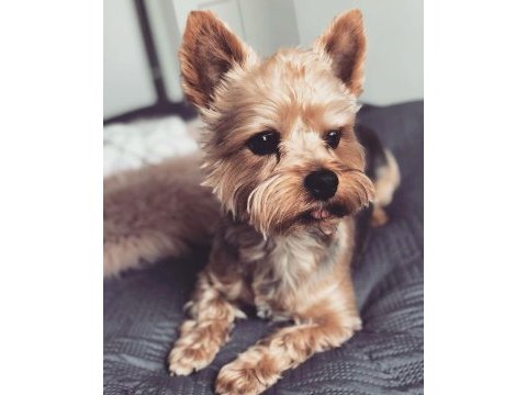 Wc wğitimli full aşılı bakımlı köpeğimiz
