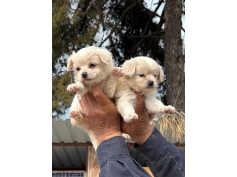 Sevimli morkie yavrularımız