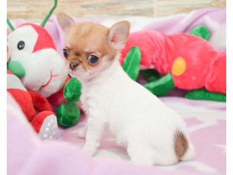 Bardak boy chihuahua yavrular sizlerle