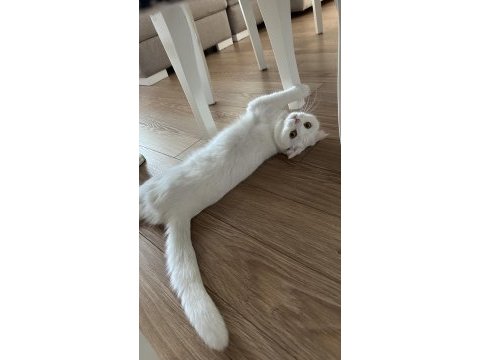 Scottish fold kızımı ücretsiz sahiplendirmek istiyoruz