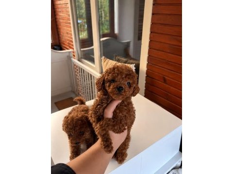 Redbrown toypoodle 