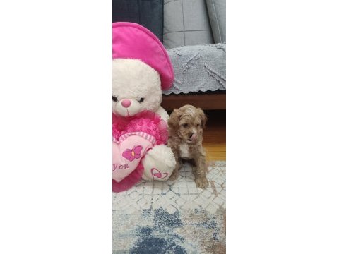 Erkek maltipoo
