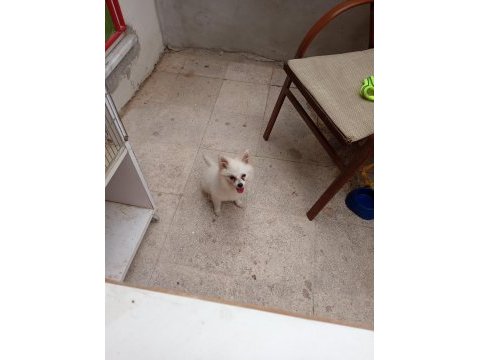 Pomeranian spitz ev köpeği sahiplendirme