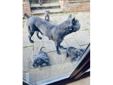 Sağlık ve ırk garantili cane corso yavru