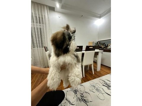 Kore kan shih tzu baby