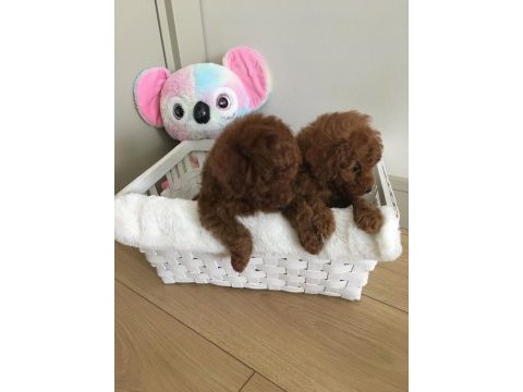 Xxs mıkro oyuncak teacup korea poodle dişi erkek