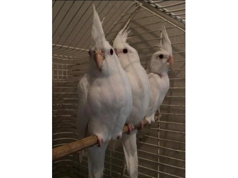Yavru albino sultan papağanı