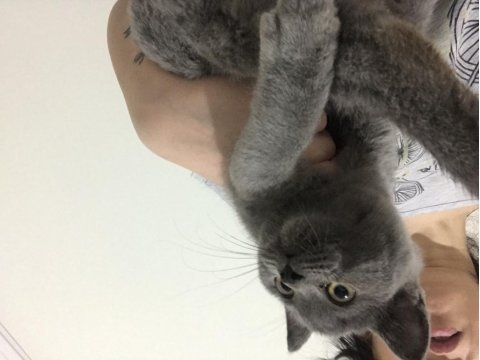 Güzel british shorthair kızıma yuva arıyorum