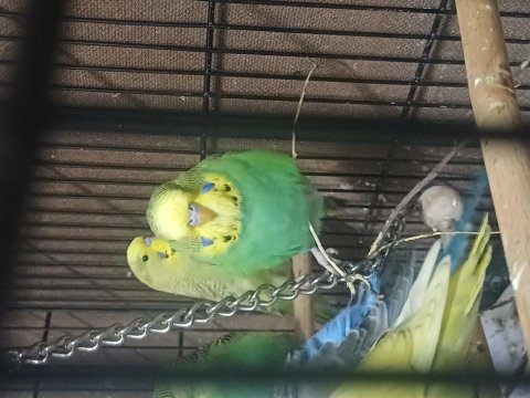 Damızlık jumbo erkek ve dişiler show jumbo erkek muhabbet