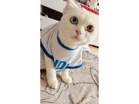 Scottish fold kedimizi sahiplendirmek istiyoruz