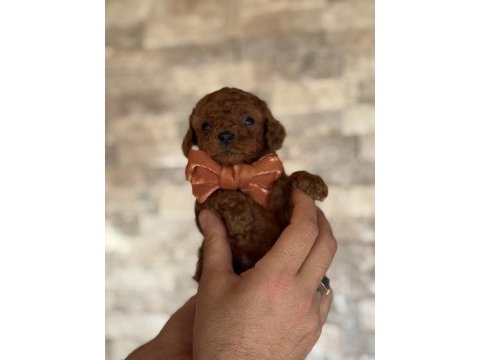 Minik kalan toy poodle red brown renk