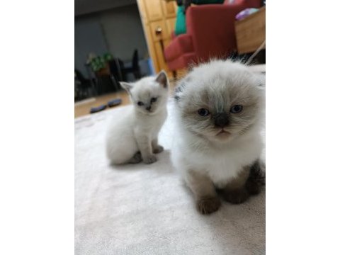 Sevimli scottish fold yavrular