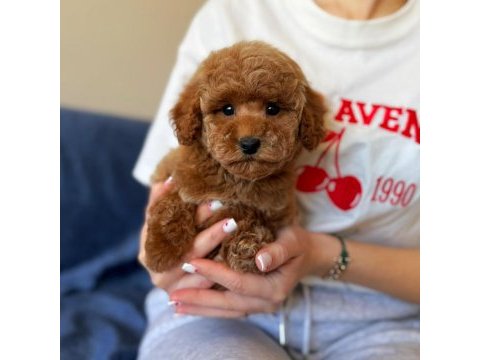 Üst kalite toy poodle yavrumuz