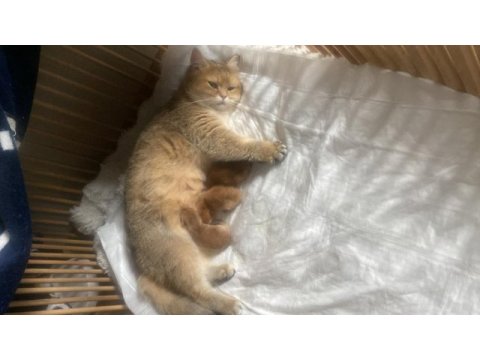Golden british shorthair yavrular