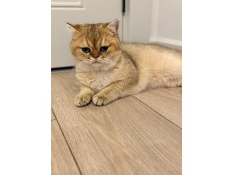 Şecereli ny11 erkek kedimiz