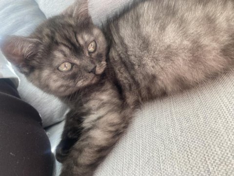 British shorthair black smoke yuva arıyor
