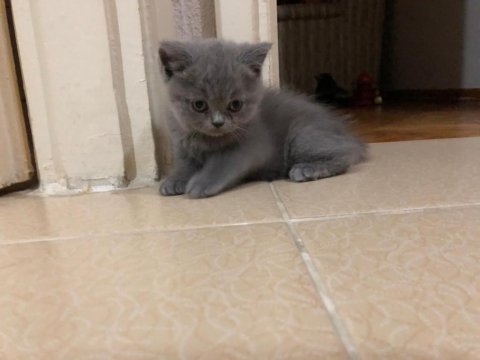 Yavru british longhair