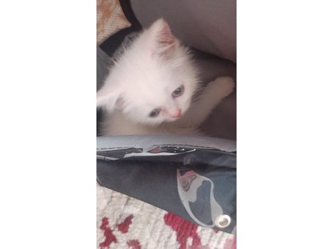 2 aylık british shorthair