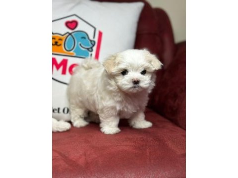 Tea cup maltese terrier yavrular ziyarete açık