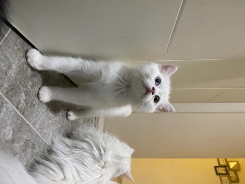 Ücretsiz sahiplendirme british shorthair kedilerimiz