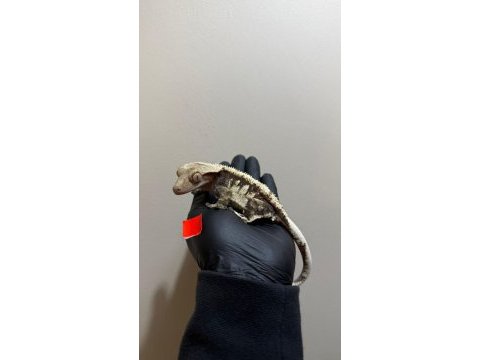 Sağlıklı crested geckolar üst kalite