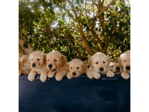 Golden retriever safkan