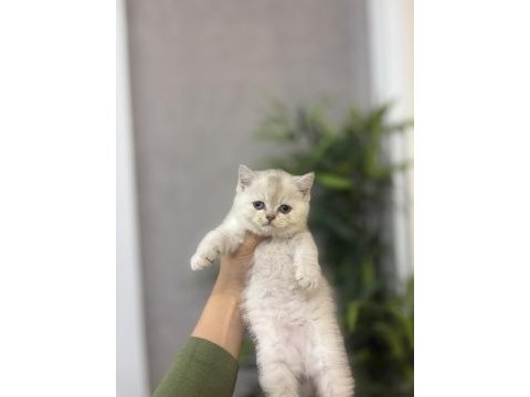 Ev ortamında büyüyen brıtısh shorthair yavrular