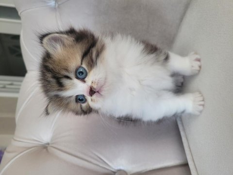 Eşsiz güzellikte ipek tüylü birman ve british longhair