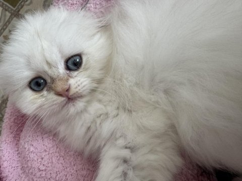 Oyuncu british longhair oburum