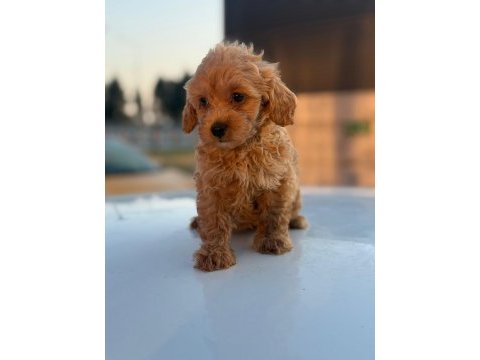 Masal gibi yavrular maltipoo aşkına!