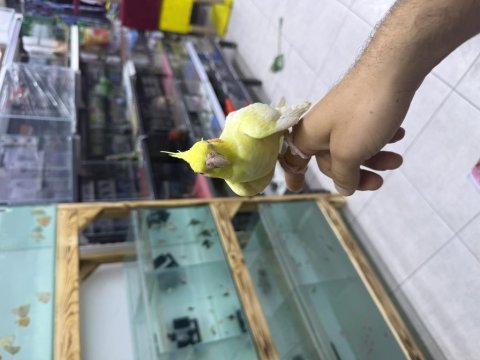 Lutino sultan papağanı evcil ele alışkın