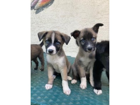 Barniesse golden mountain dogx husky mix