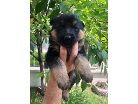 Saf kan anne ve baba alman kurdu yavruları