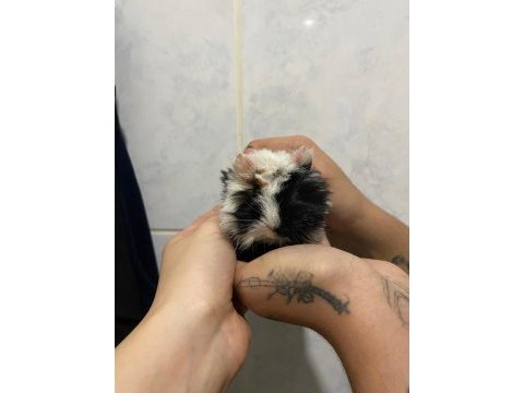 Dişi 3 3.5 aylık ginepig