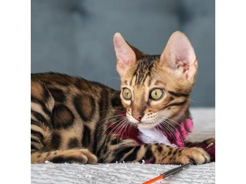 Üst kaliteli bengal erkek