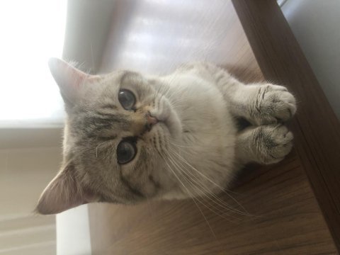 British shorthair erkek 1-1.5 yaşında