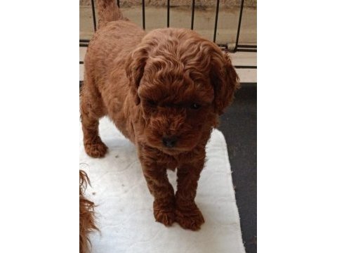 Kore kanı toy poodle bebeklerim
