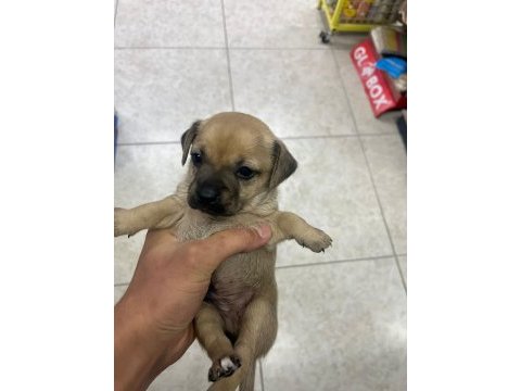 Minyatür pinscher yavrularımız sahiplendirilecek