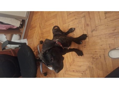 Ücretsiz yavru cane corso